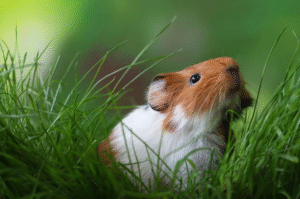 How Long Do Guinea Pigs Live