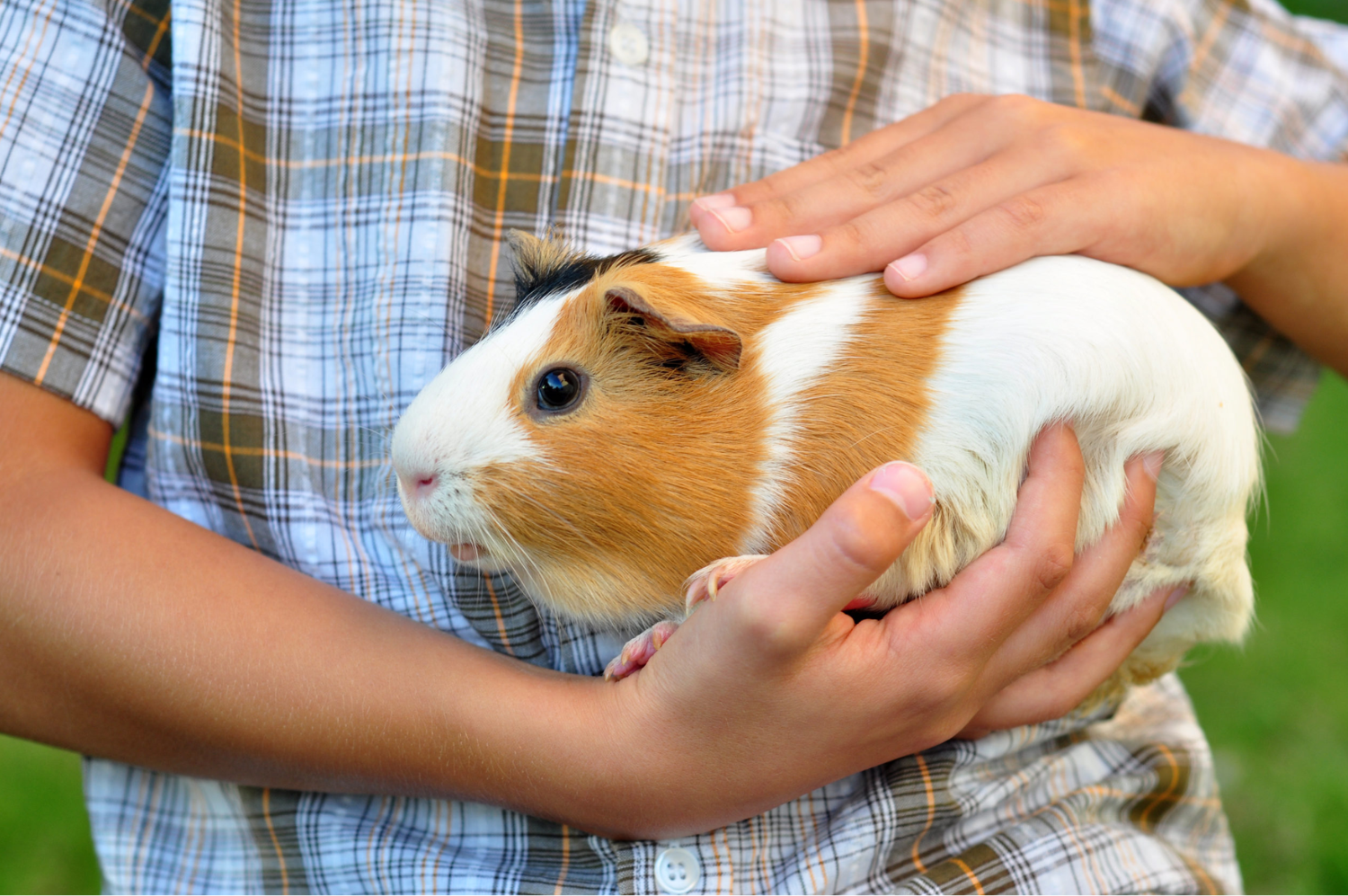 Why Guinea Pigs Bite and How to Stop It