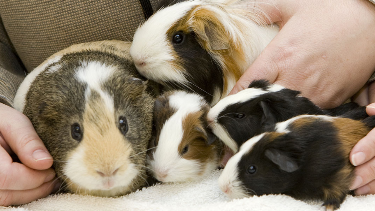 Are Guinea Pigs Good Pets?