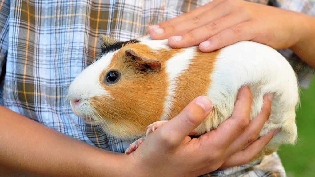 guinea pig