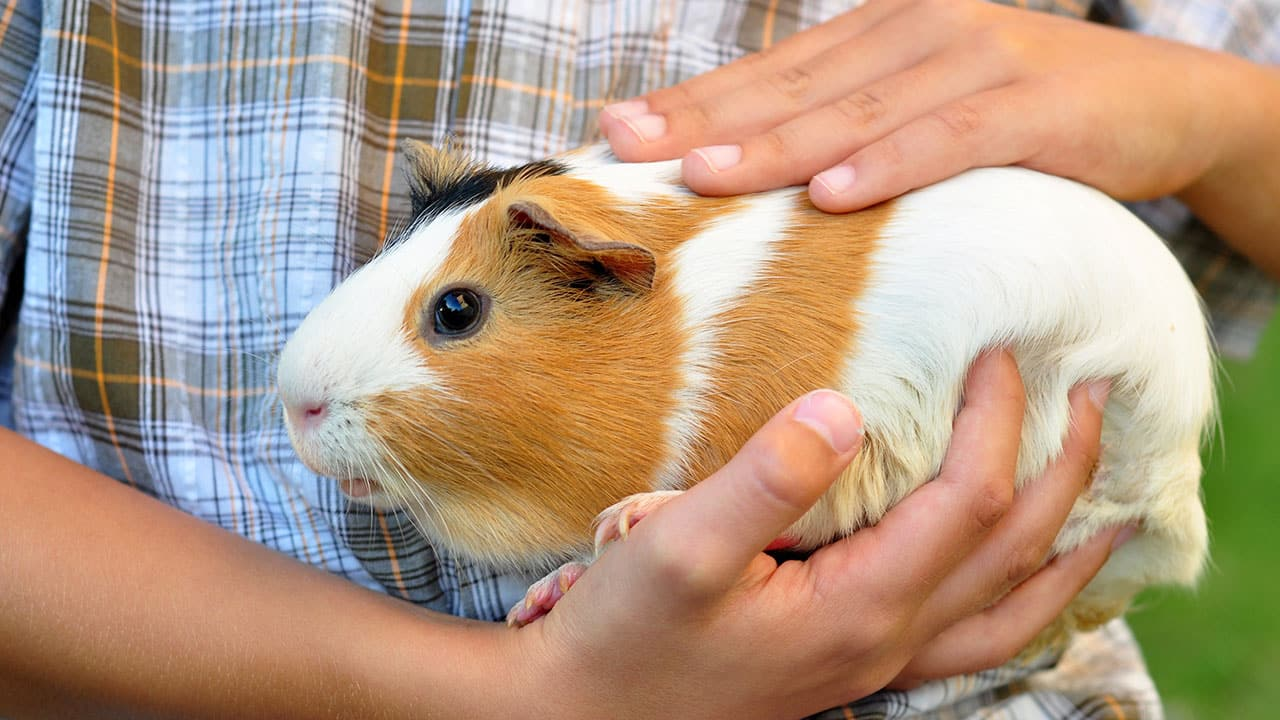 guinea pig