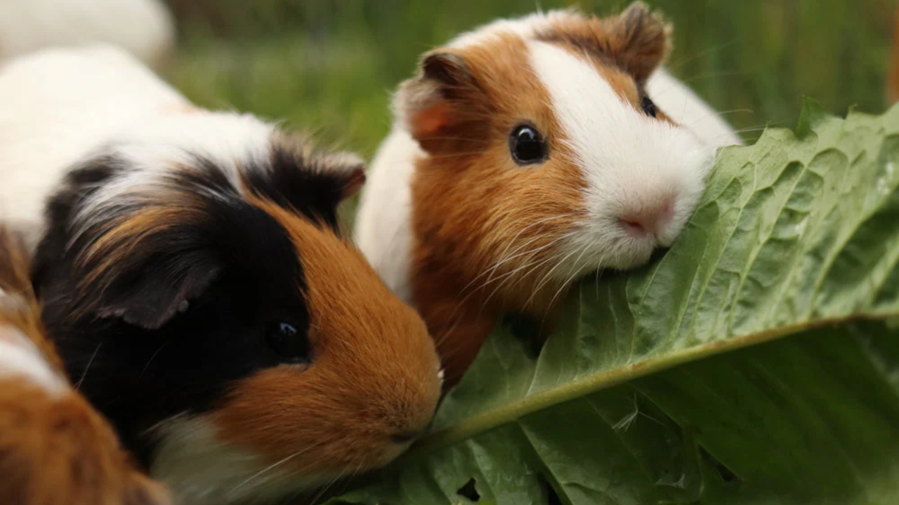 guinea pigs diet