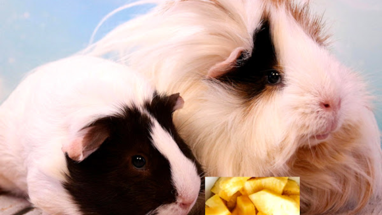 Can Guinea Pigs Eat Pineapple