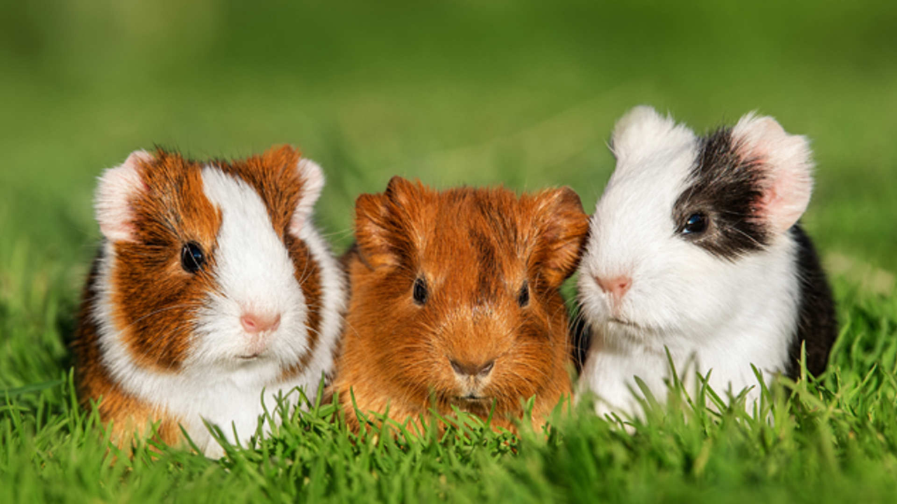 Guinea Pig Vitamin C Requirement