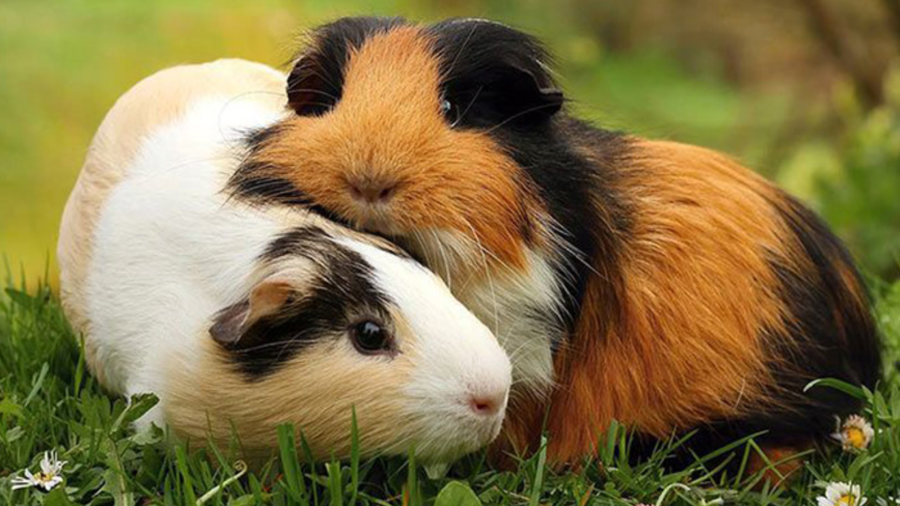 Guinea Pig Indoor vs Outdoor