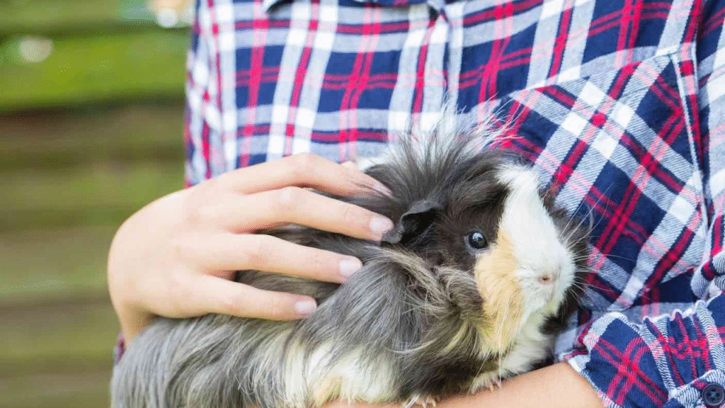 guinea pig care guide