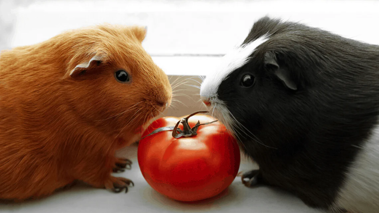 guinea pigs