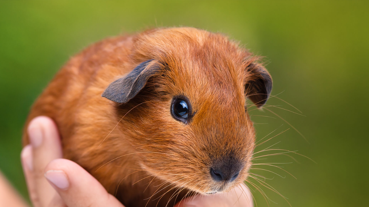 Guinea pigs