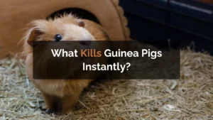 what kills guinea pigs instantly