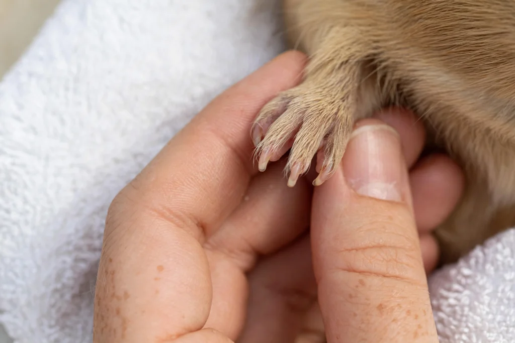 Guinea pig nail trimming with clippers