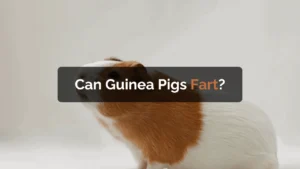 can guinea pigs fart