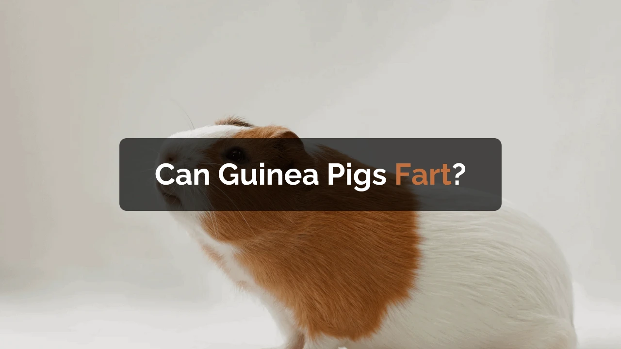 Curated visual reference: Visual Reference: Can Guinea Pigs Fart