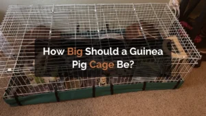 how big should a guinea pig cage be