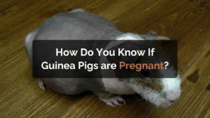 how do you know if guinea pigs are pregnant