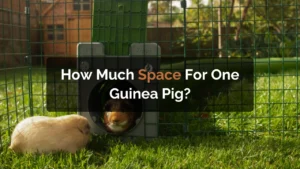 how much space for one guinea pig