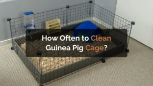 how often to clean guinea pig cage
