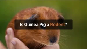 is guinea pig a rodent