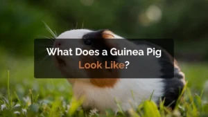 what does a guinea pig look like
