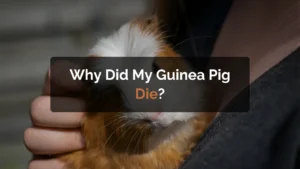 why did my guinea pig die
