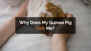 why does my guinea pig lick me