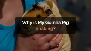 why is my guinea pig shaking