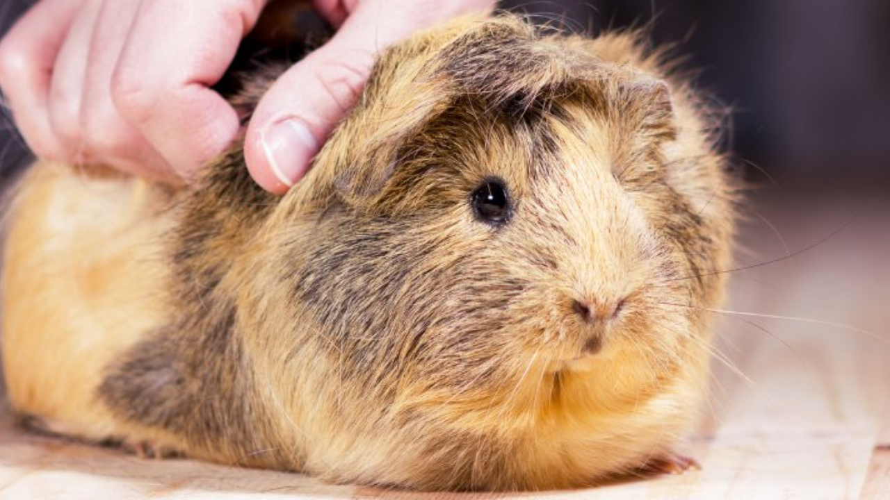 Vitamin E Deficiency In Guinea Pigs Causes Reference: Guinea Pig Hair Loss Causes Treatments