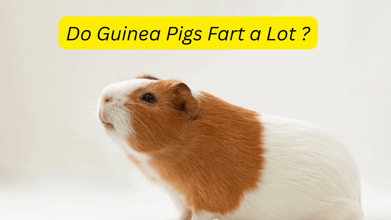Do Guinea Pigs Fart a Lot