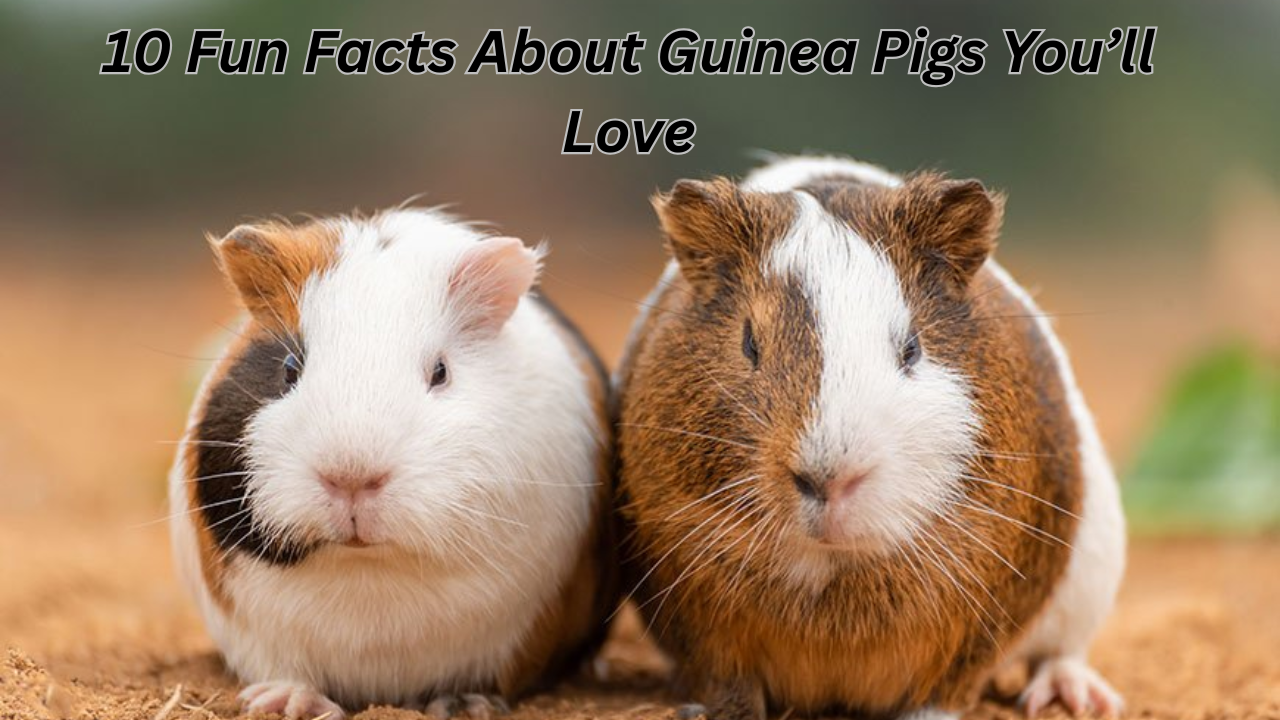 10 Fun Facts About Guinea Pigs You’ll Love