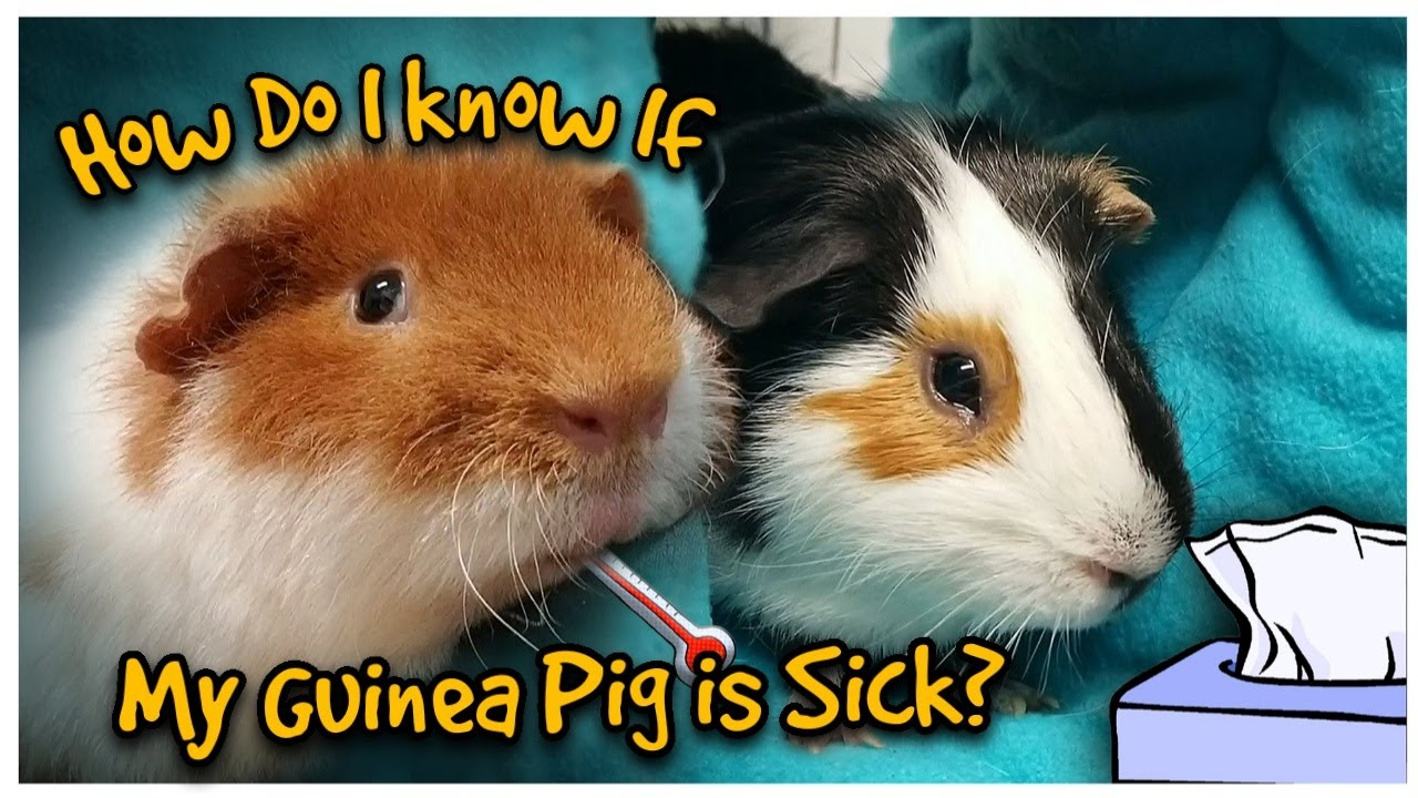 Curated visual reference: Guinea Pig Age Related Health Issues Reference: Guinea Pig Illness Signs Causes Remedies