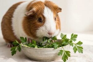 A guinea pig munching fresh green flat-leaf parsley sprigs — can guinea pigs eat parsley