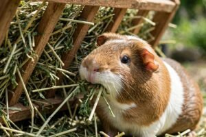 Best hay for guinea pigs: guinea pig eating fresh green timothy hay from a hay rack